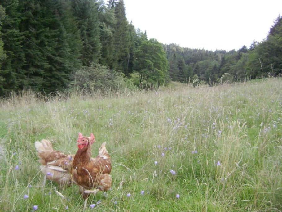 Gite Gretel De La Ferme Du Schneeberg Wangenbourg-Engenthal Dış mekan fotoğraf