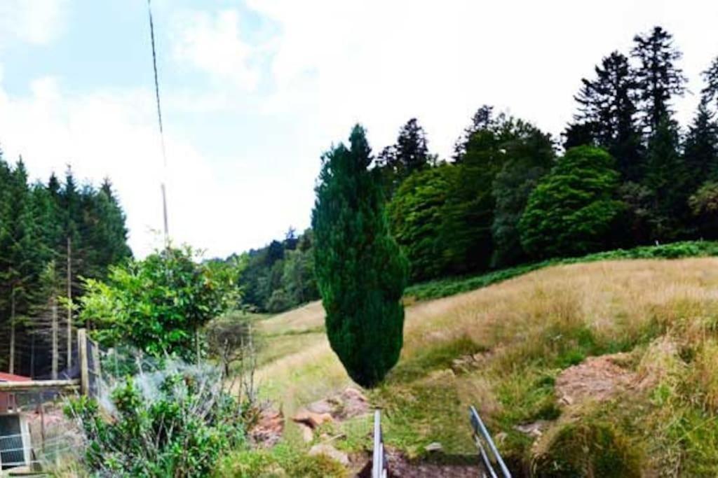 Gite Gretel De La Ferme Du Schneeberg Wangenbourg-Engenthal Dış mekan fotoğraf