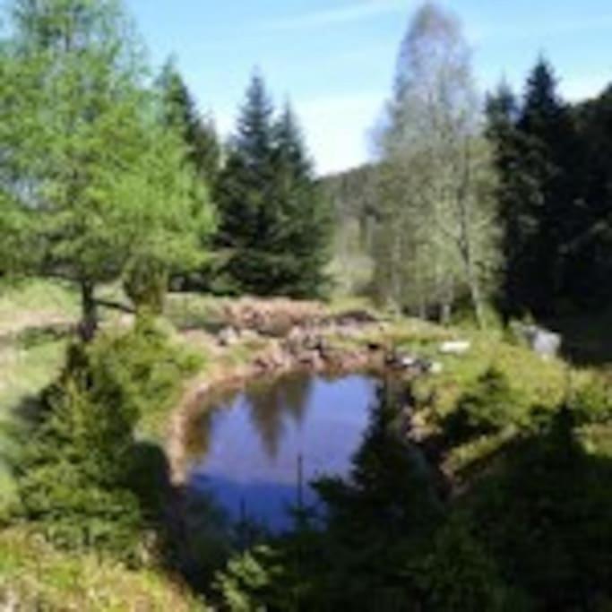 Gite Gretel De La Ferme Du Schneeberg Wangenbourg-Engenthal Dış mekan fotoğraf